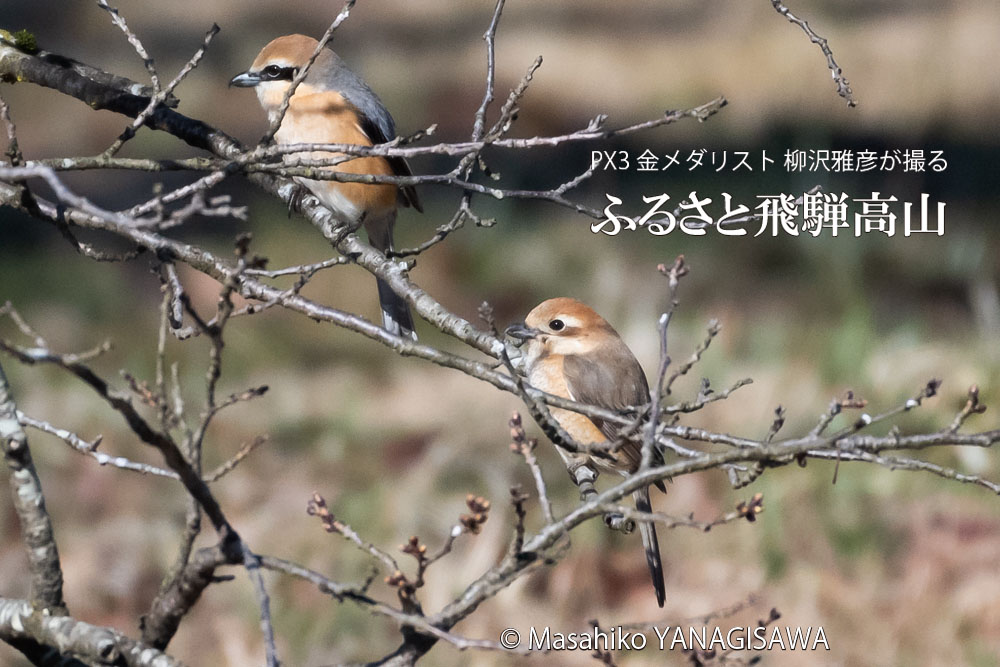 春の飛騨高山(モズ雄、雌)　撮影・柳沢雅彦