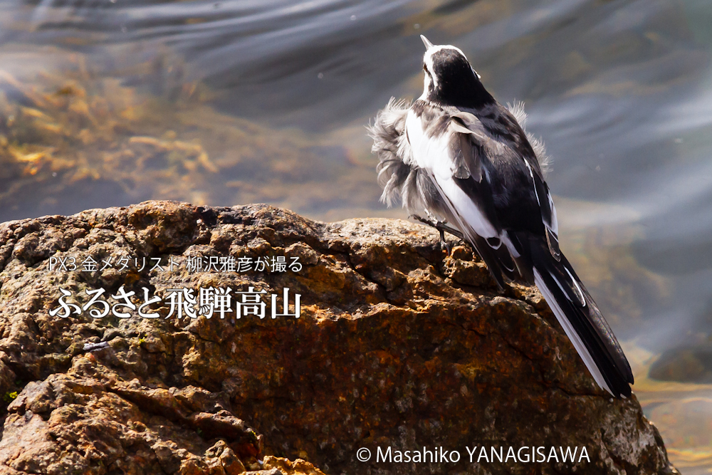 　撮影・柳沢雅彦