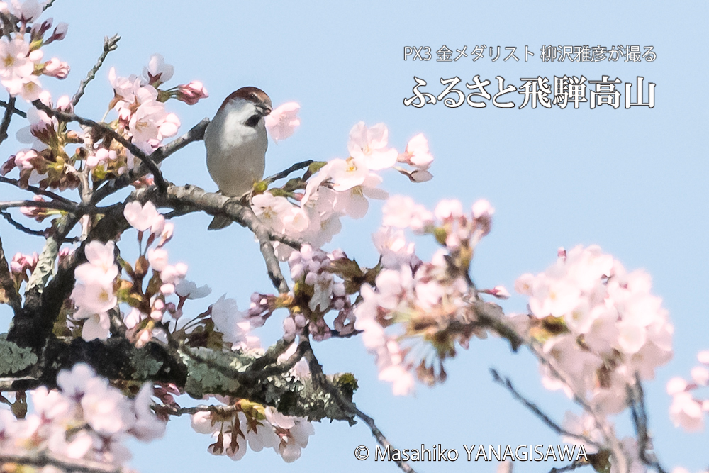 　撮影・柳沢雅彦