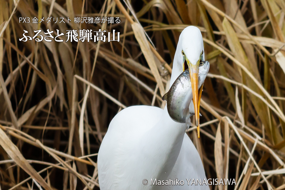 　撮影・柳沢雅彦