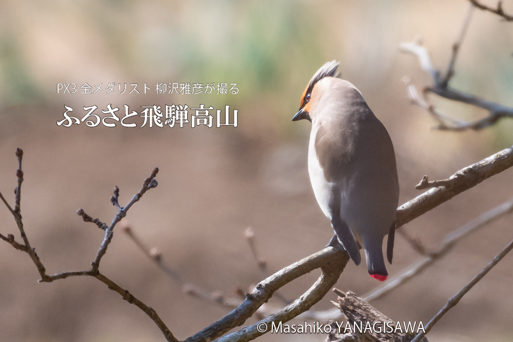 　撮影・柳沢雅彦