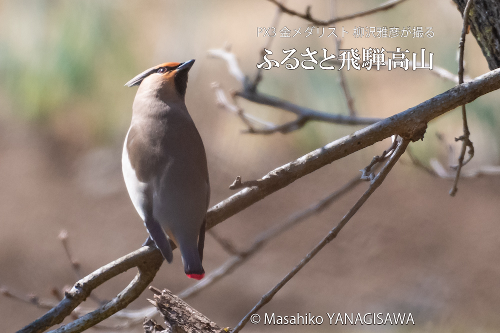 　撮影・柳沢雅彦