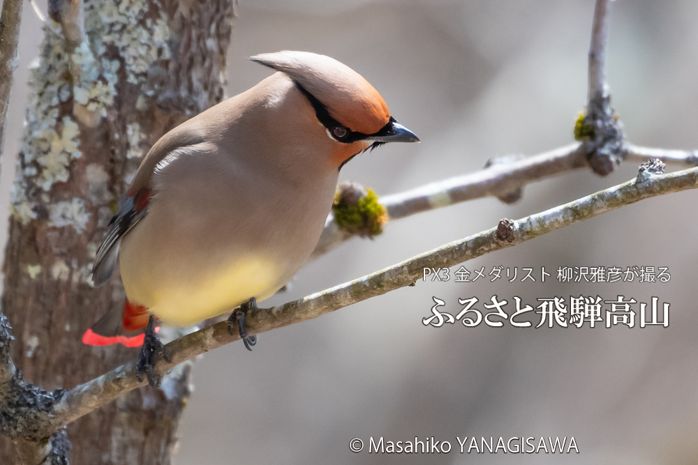 　撮影・柳沢雅彦