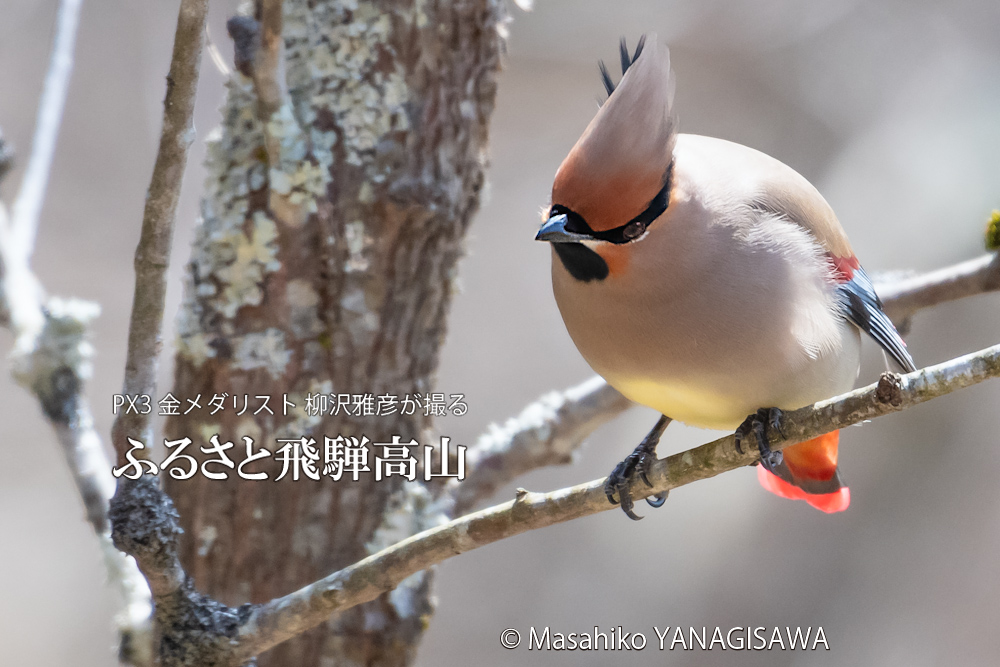 　撮影・柳沢雅彦