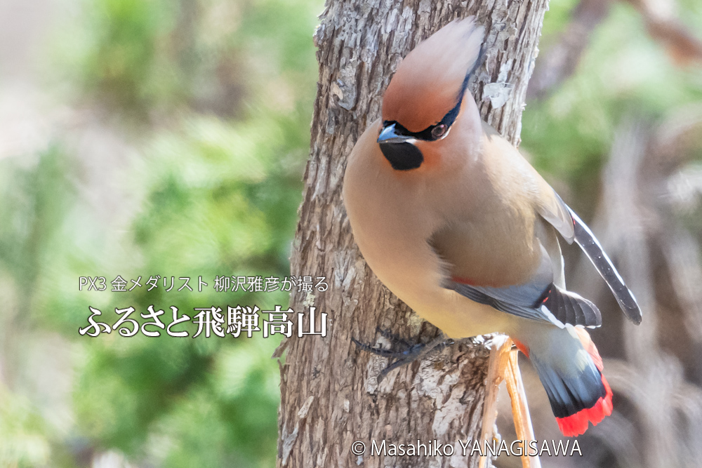 　撮影・柳沢雅彦