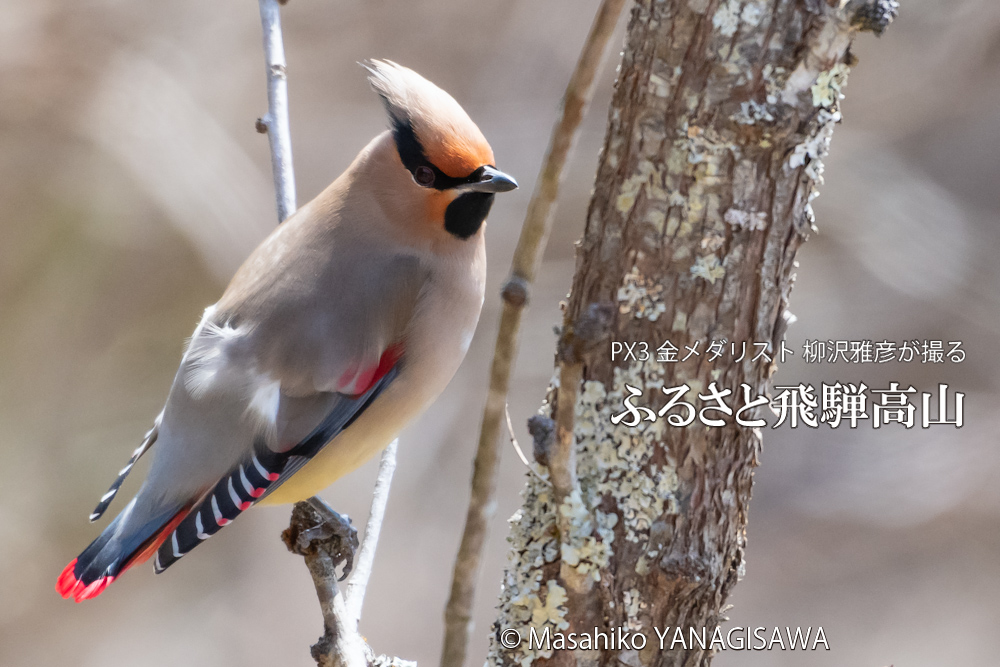 　撮影・柳沢雅彦