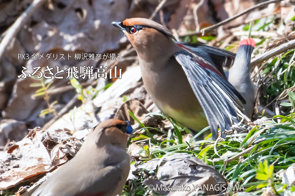 　撮影・柳沢雅彦