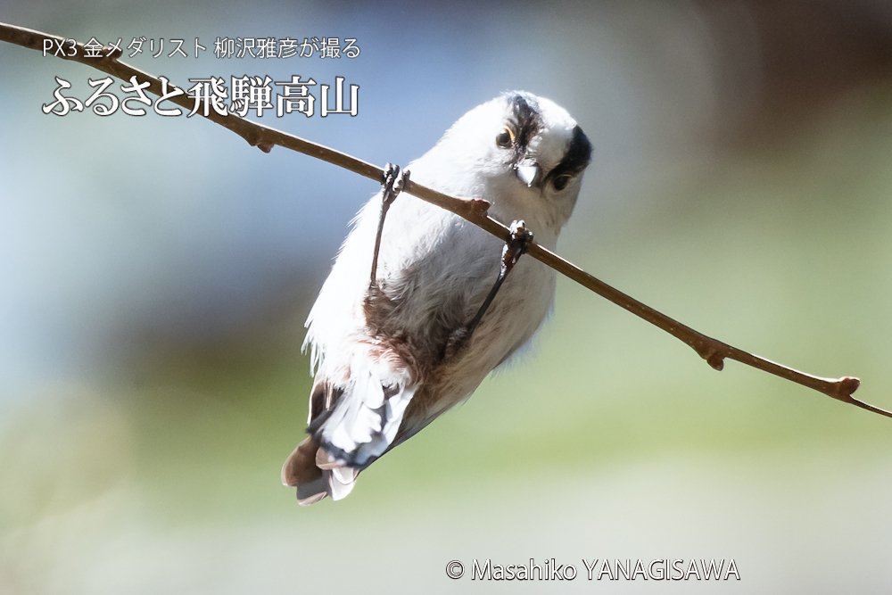 　撮影・柳沢雅彦