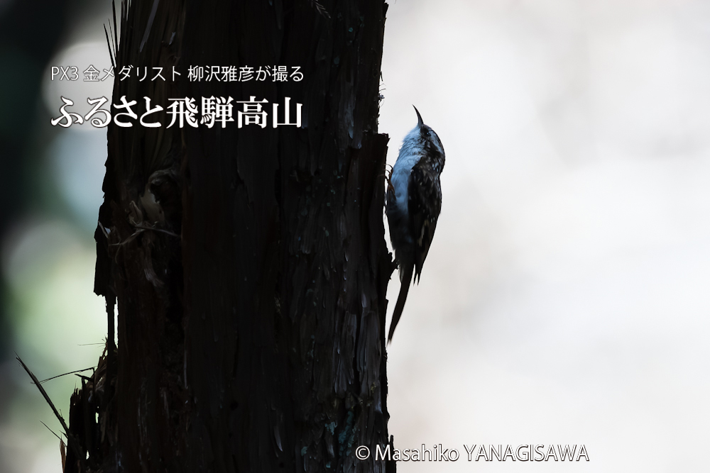 　撮影・柳沢雅彦