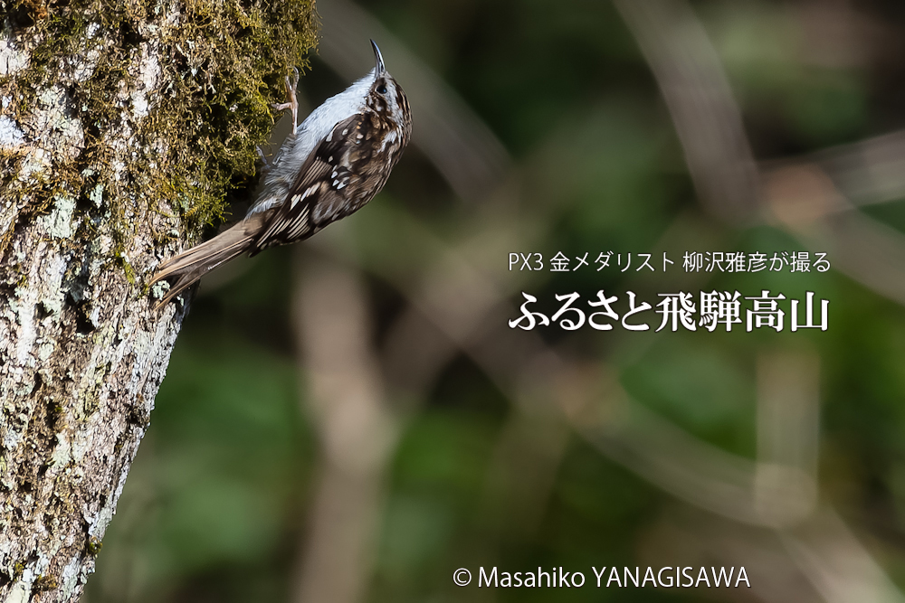 　撮影・柳沢雅彦