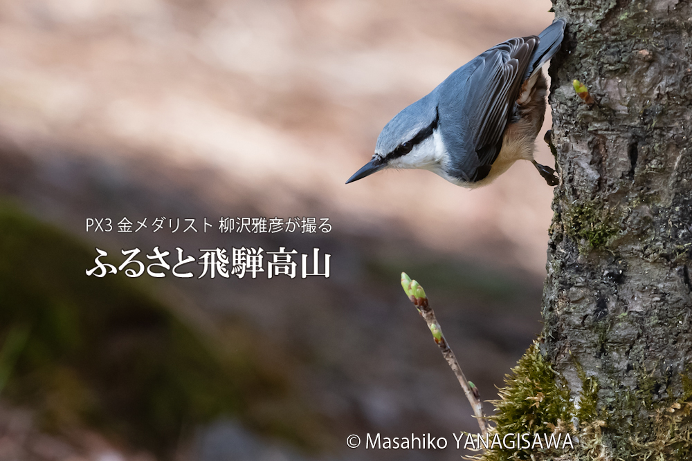 　撮影・柳沢雅彦