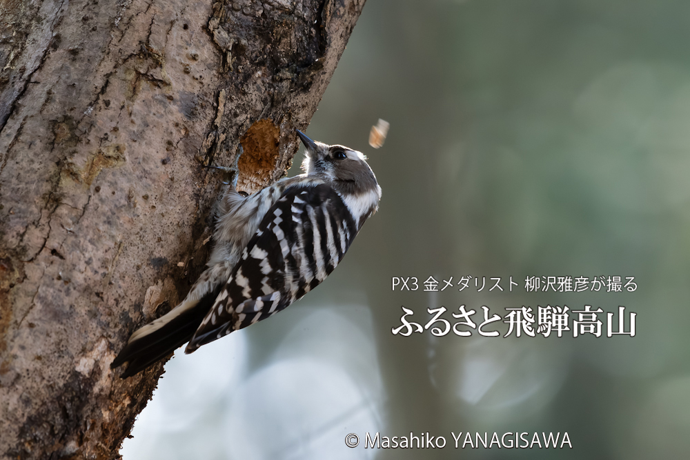 　撮影・柳沢雅彦