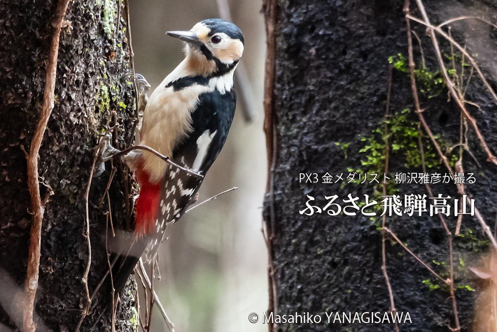 　撮影・柳沢雅彦