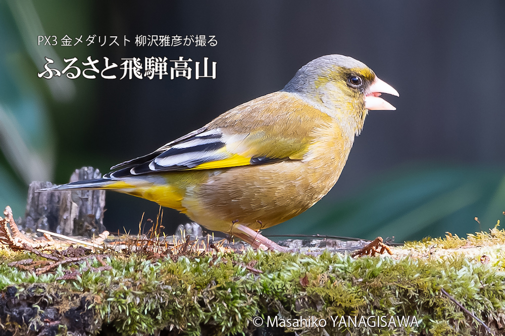 　撮影・柳沢雅彦
