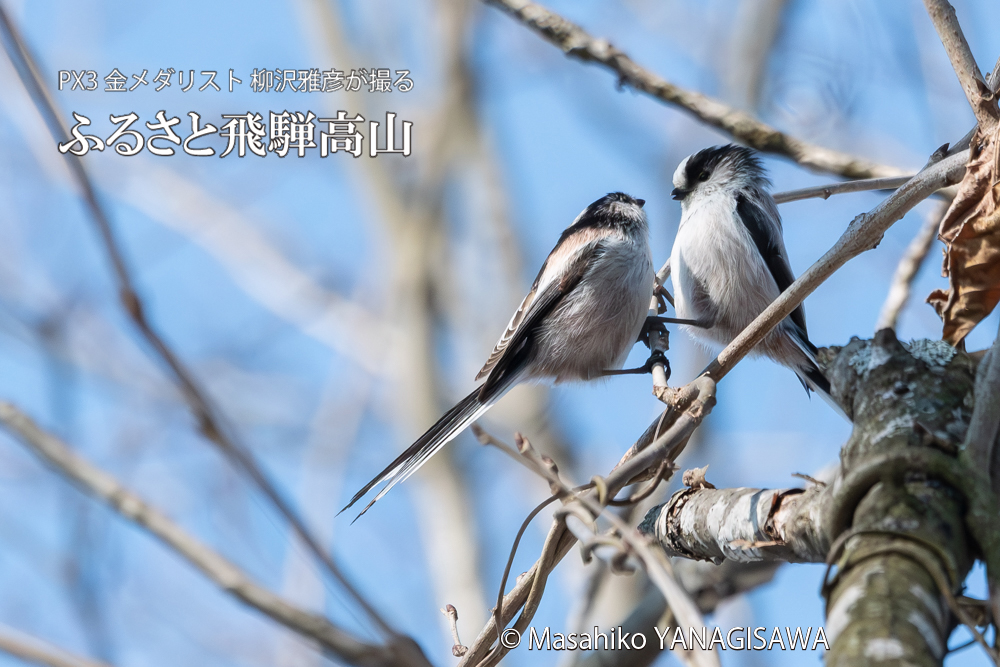 　撮影・柳沢雅彦