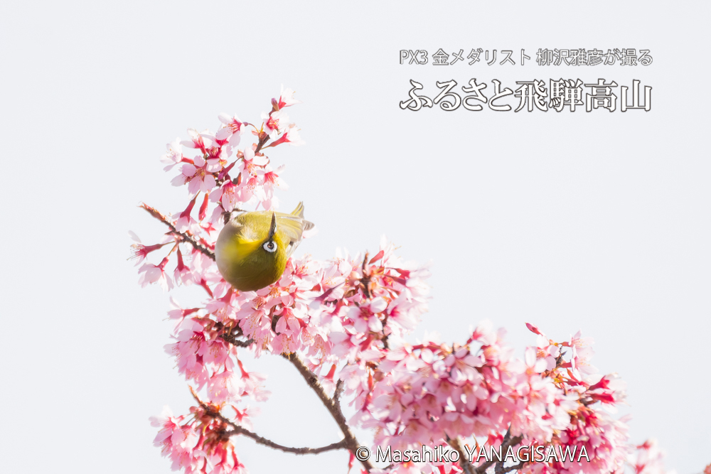 　撮影・柳沢雅彦