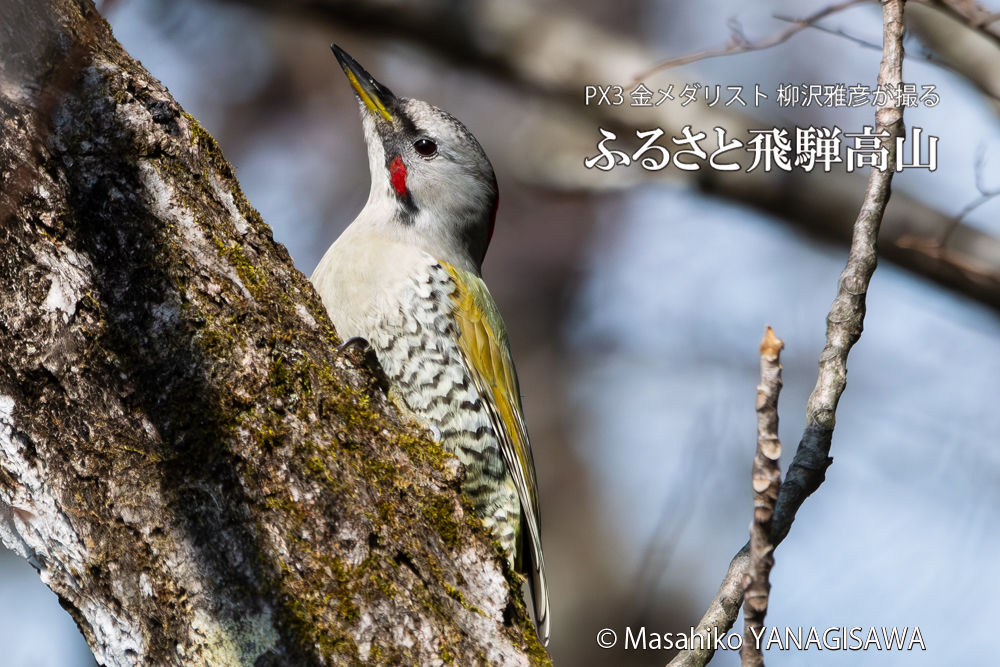 　撮影・柳沢雅彦