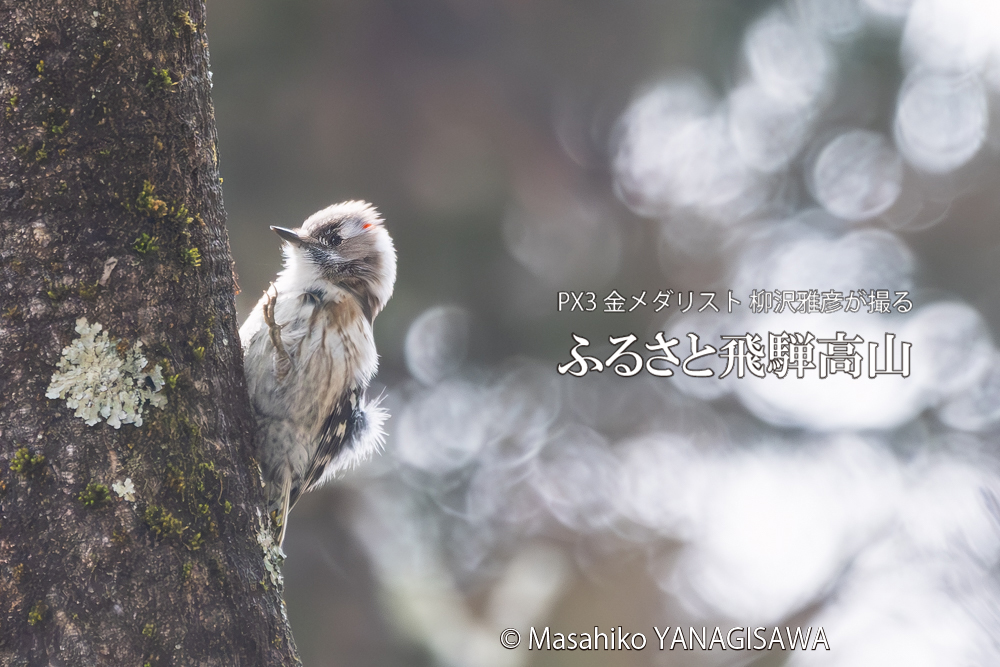 　撮影・柳沢雅彦